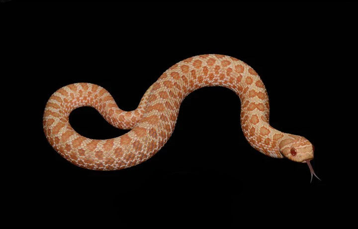 Plains Hognose Snake Pictures - AZ Animals