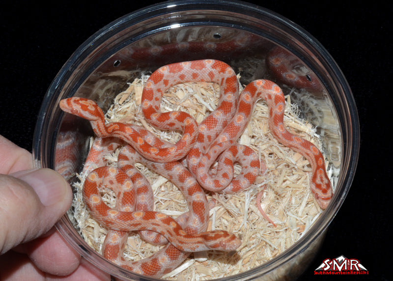 Three 2026 Amel Cornsnakes
