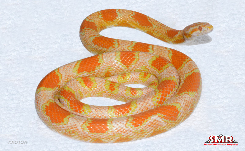Buf Reverse Okeetee female for sale by South Mountain Reptiles