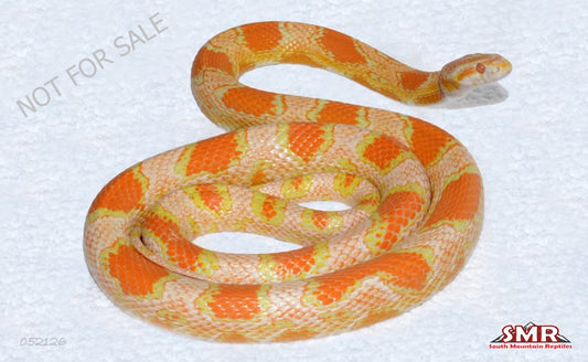 Buf Reverse Okeetee female for sale by South Mountain Reptiles