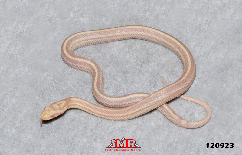 Striped Snow Tessera 14" Male for sale by South Mountain Reptiles