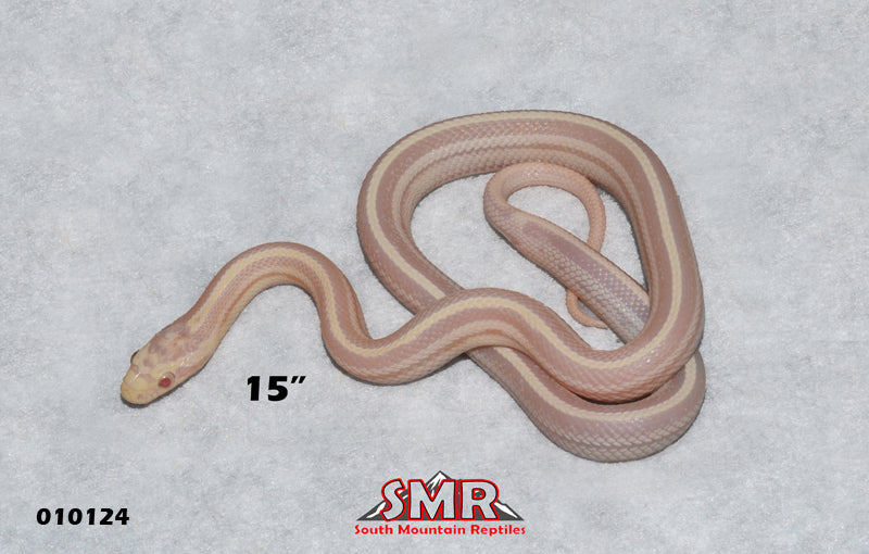 Tessera Motley Snow 15" Male for sale by South Mountain Reptiles