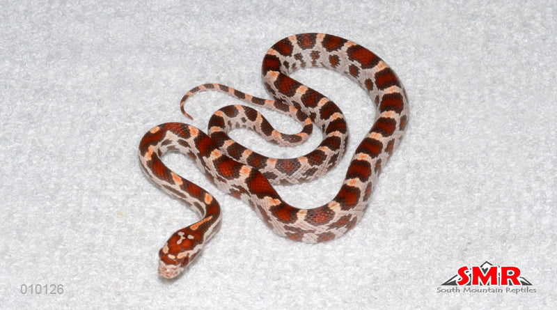 Ultramel 14" Female for sale by South Mountain Reptiles