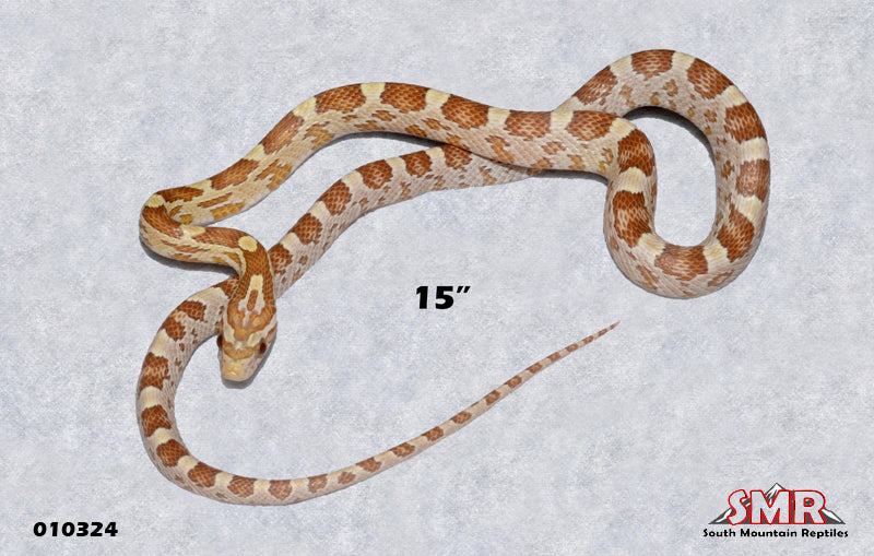 Amber 15" Female for sale by South Mountain Reptiles