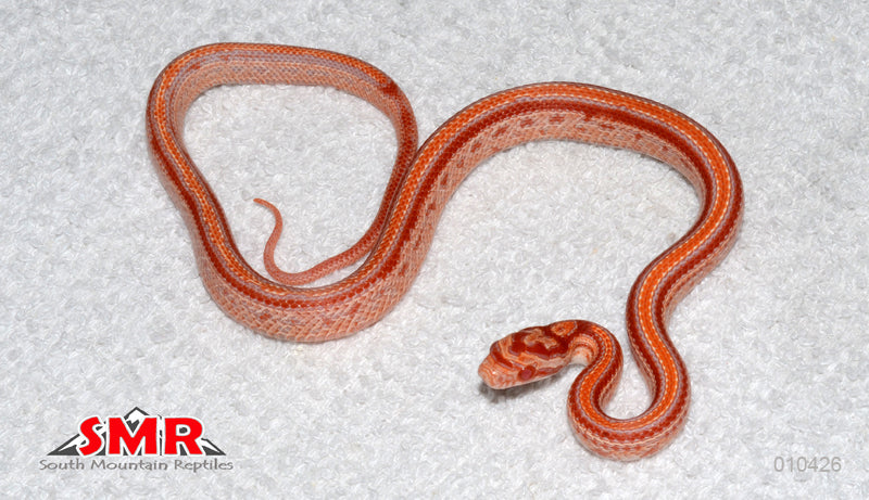 Cherry Amel Tessera 13" Male for sale by South Mountain Reptiles