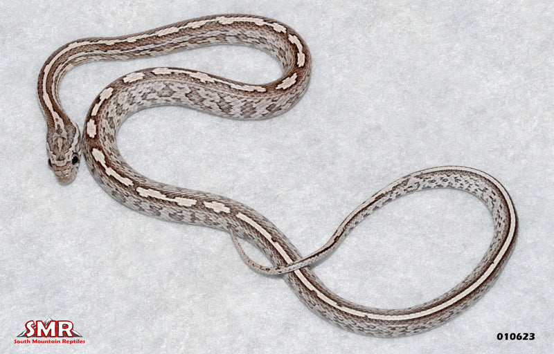 Anery Tessera 17" Male for sale by South Mountain Reptiles