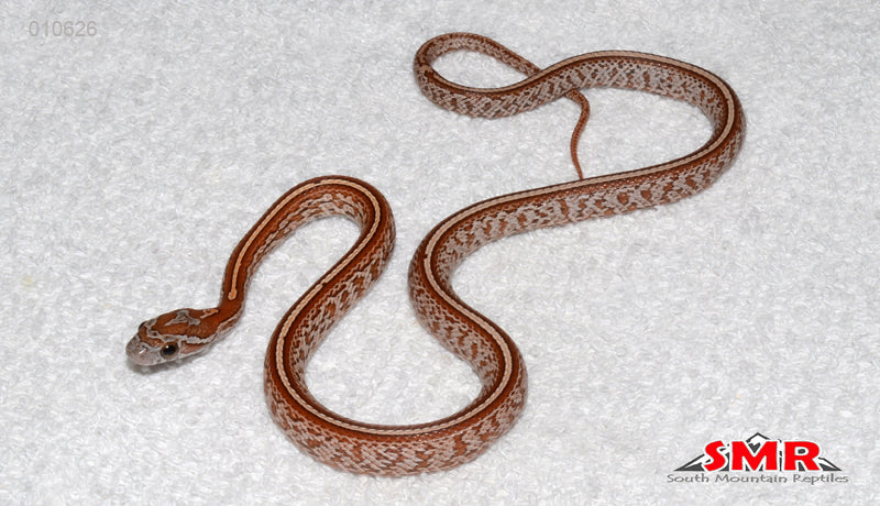 Tessera 13" male for sale by South Mountain Reptiles