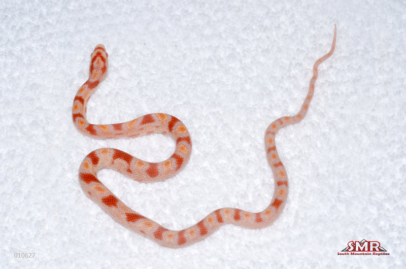 Reverse Okeetee eXtreme male for sale by South Mountain Reptiles