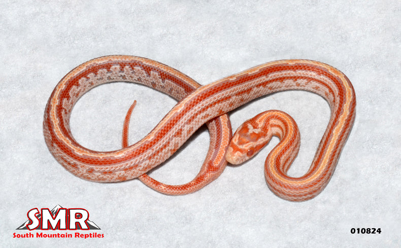 Amel Tessera 12" Female for sale by South Mountain Reptiles