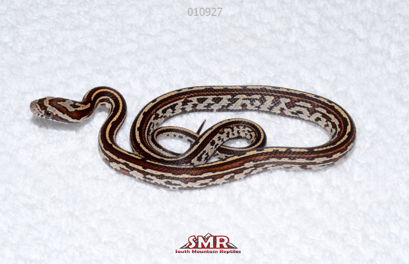 Tessera, het Amel male for sale by South Mountain Reptiles