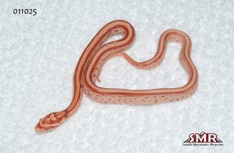 Amel Tessera 12" Female for sale by South Mountain Reptiles