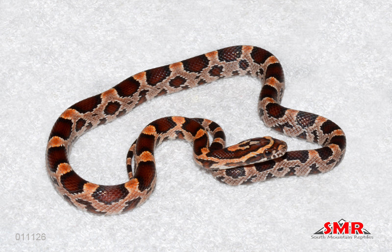 Extreme Okeetee 15" female for sale by South Mountain Reptiles