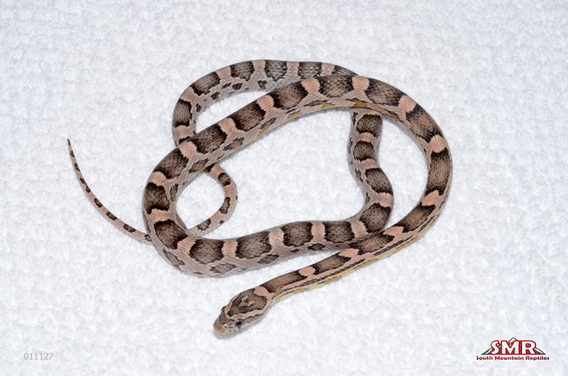 Heliconia 2025 male for sale by South Mountain Reptiles