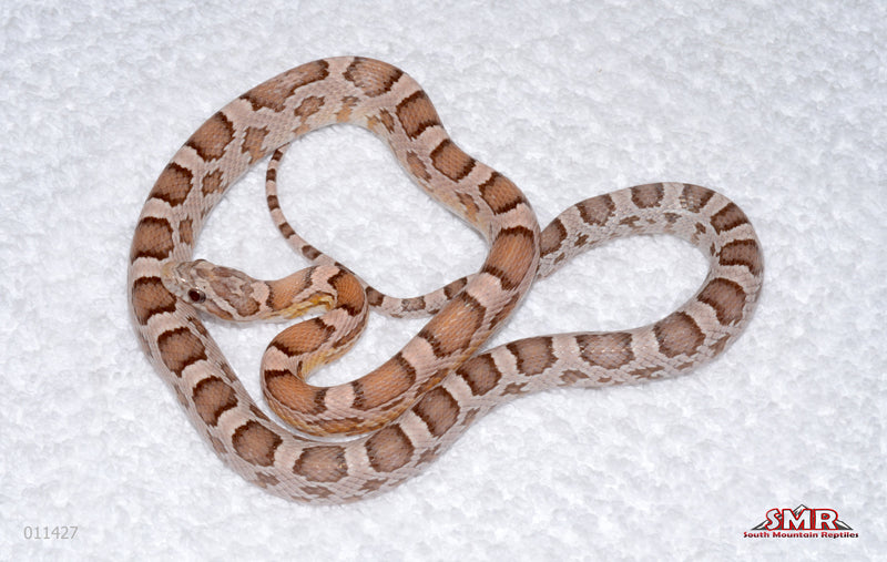 Heliconia male 2025 for sale by South Mountain Reptiles