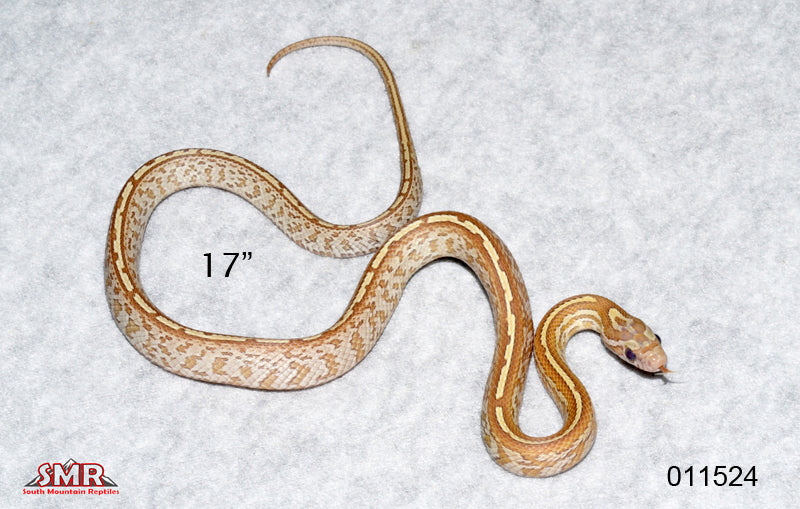 Gold Dust Tessera 17" Female for sale by South Mountain Reptiles