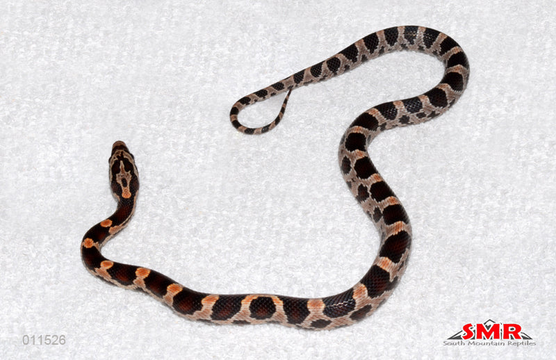 Extreme Okeetee 14" male for sale by South Mountain Reptiles