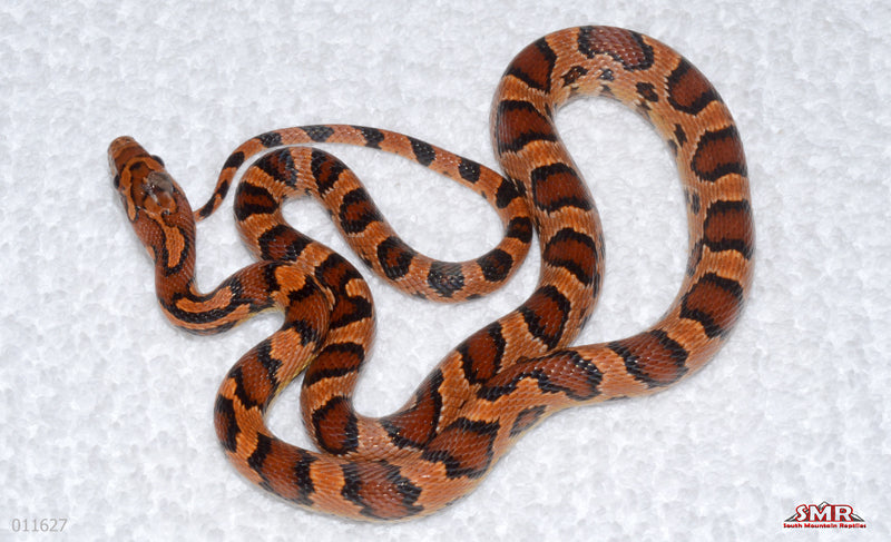 Exreme Banded Okeetee male for sale by South Mountain Reptiles