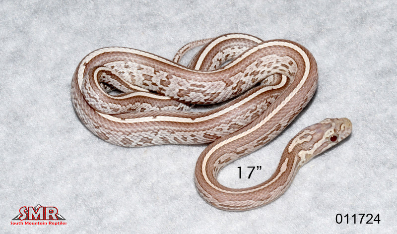 Ghost Tessera 17" Female for sale by South Mountain Reptiles