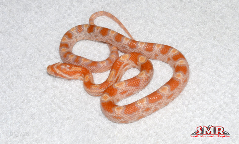 Buf Reverse Okeetee 13" male for sale by South Mountain Reptiles