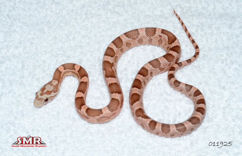 Salmon Ghost 15" Male for sale by South Mountain Reptiles