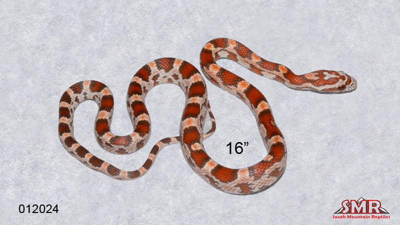 Ultramel HET Red Factor 16" Female for sale by South Mountain Reptiles