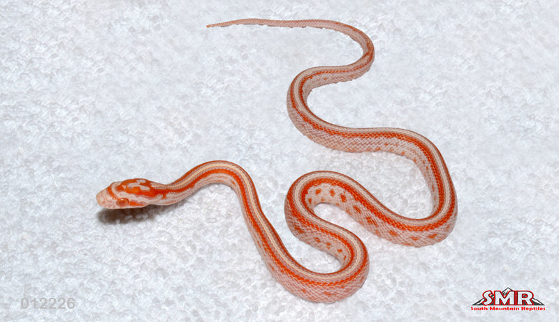 Candy Cane Tessera 13" Male for sale by South Mountain Reptiles