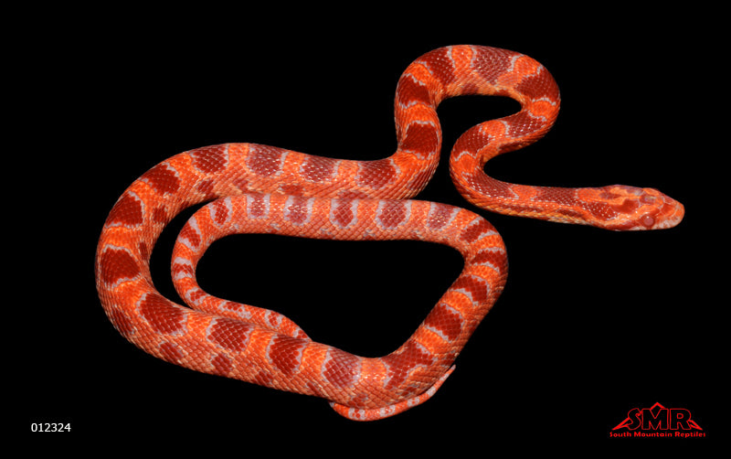 Salmon Amel 16" Female for sale by South Mountain Reptiles