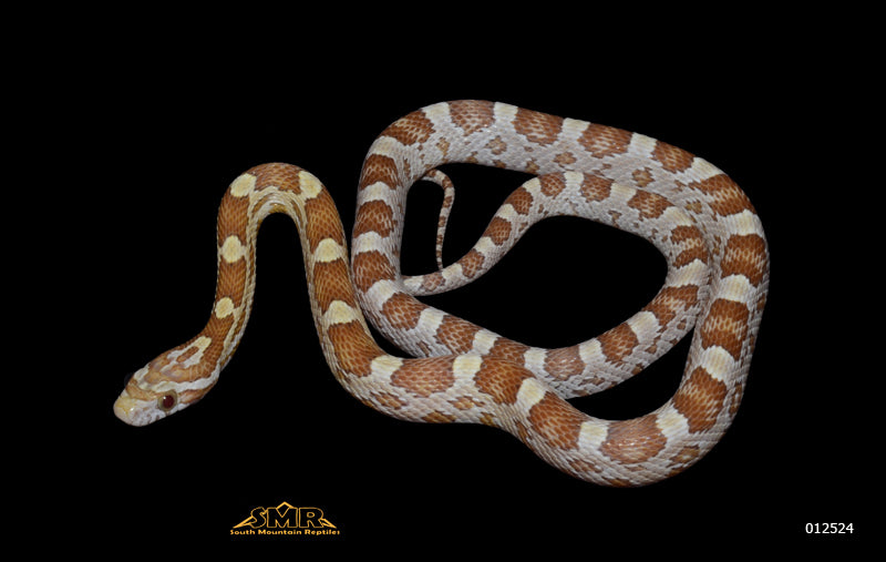 Amber 13" Male for sale by South Mountain Reptiles