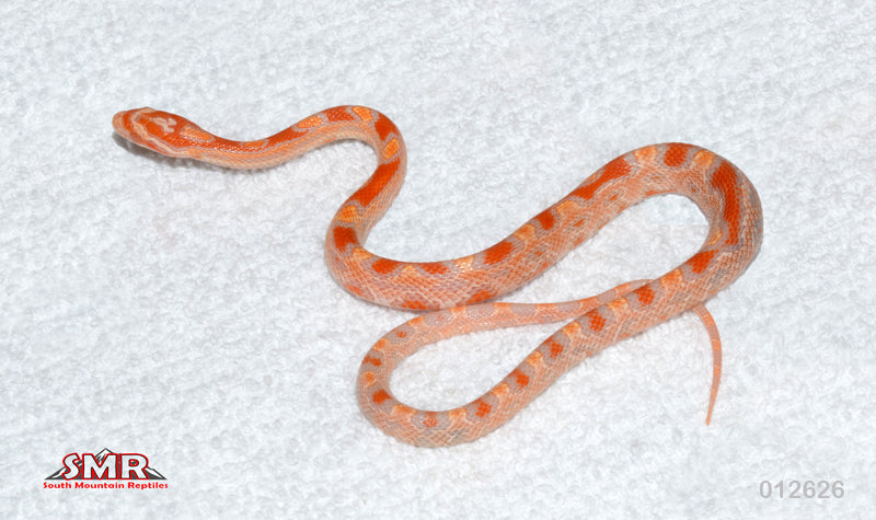 Buf Reverse Okeetee 14" Male for sale by South Mountain Reptiles