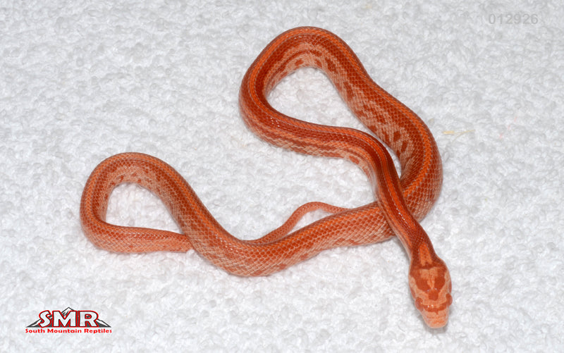 Sunrise Cherry Amel Tessera 12" Female for sale by South Mountain Reptiles