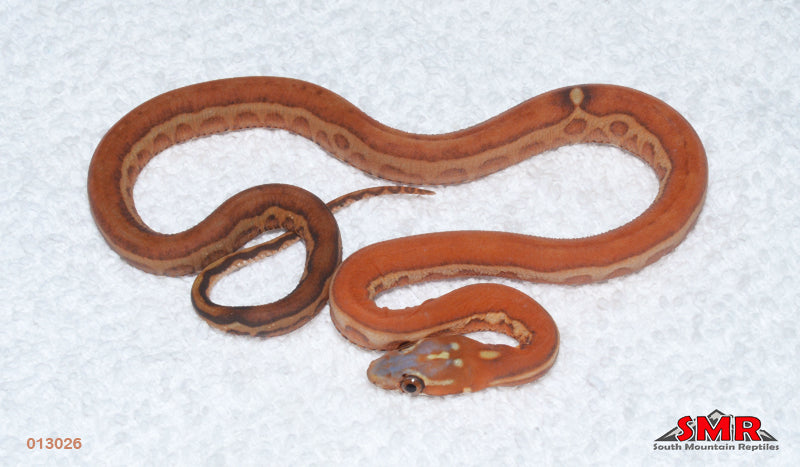 Scaleless 14" Female for sale by South Mountain Reptiles