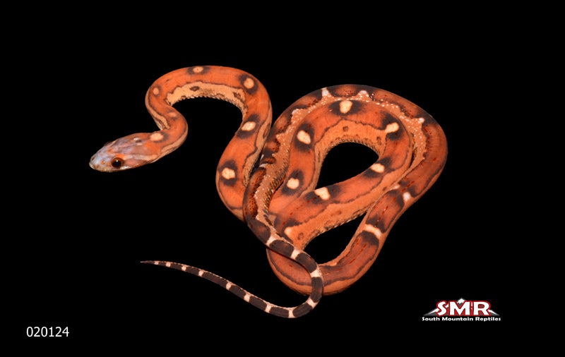 Scaleless Extreme Okeetee 18" Female for sale by South Mountain Reptiles