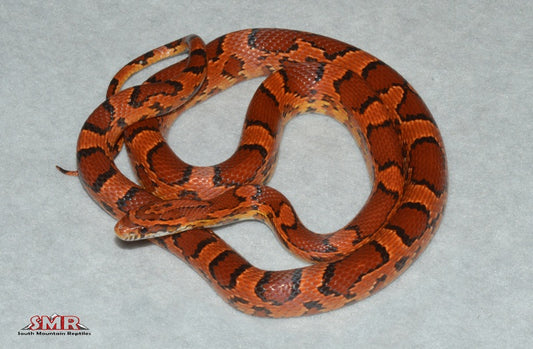 Extreme Red Okeetee 32" Female for sale by South Mountain Reptiles