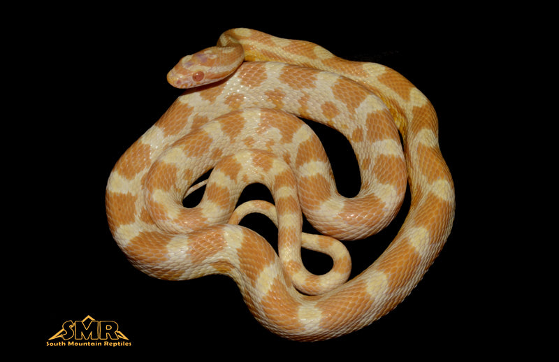 Butter 27" Male for sale by South Mountain Reptiles
