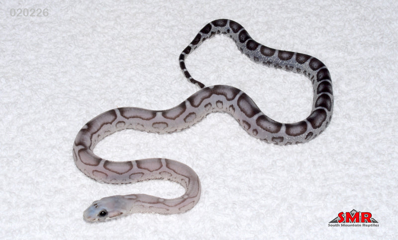 Scaleless Anery 14" Female for sale by South Mountain Reptiles