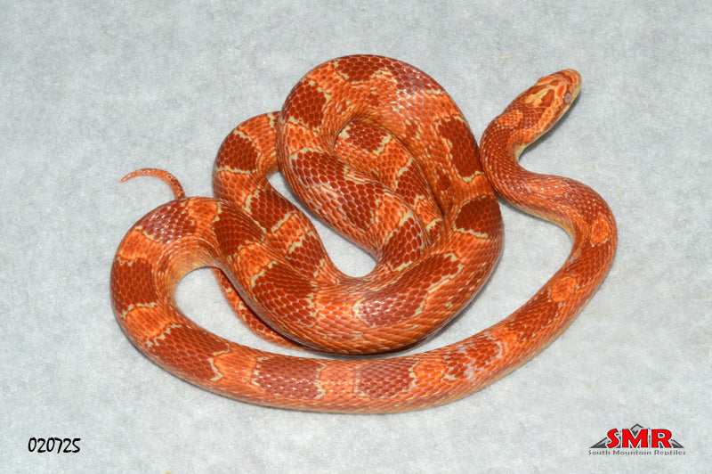 Red Factor Amel 28" Female for sale by South Mountain Reptiles