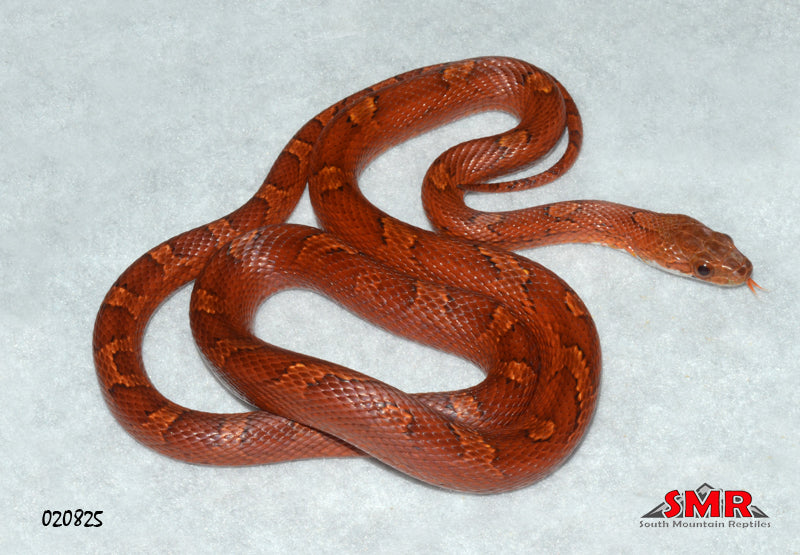 Bloodred 25" Male for sale by South Mountain Reptiles