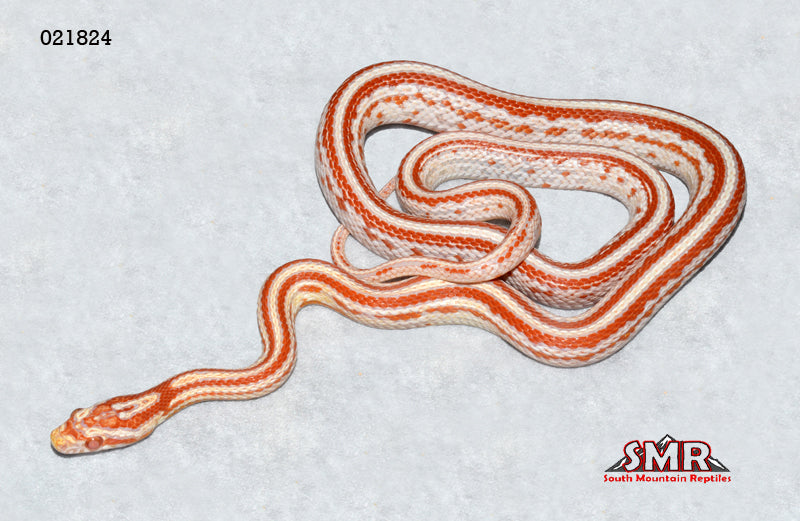 Candy Cane Tessera 23" Female for sale by South Mountain Reptiles