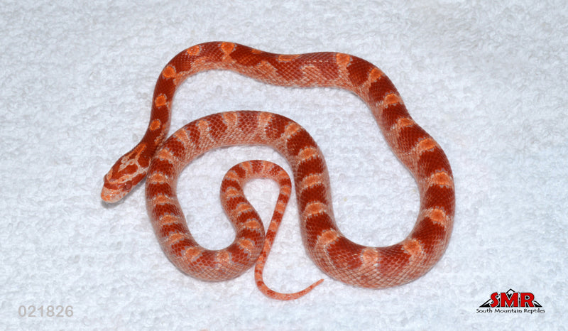 Cayenne Fire 15" Female for sale by South Mountain Reptiles