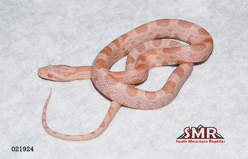 Coral Snow 18" Male for sale by South Mountain Reptiles