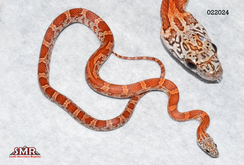 Sunkissed 18" Male for sale by South Mountain Reptiles