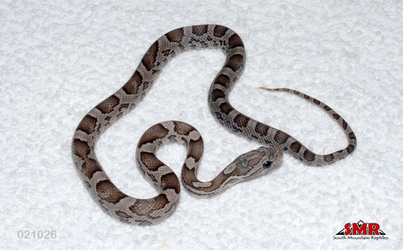 Charcoal 12" Female for sale by South Mountain Reptiles