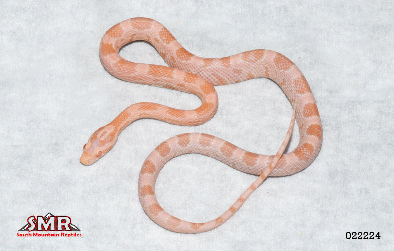 Coral Snow 17" Male for sale by South Mountain Reptiles