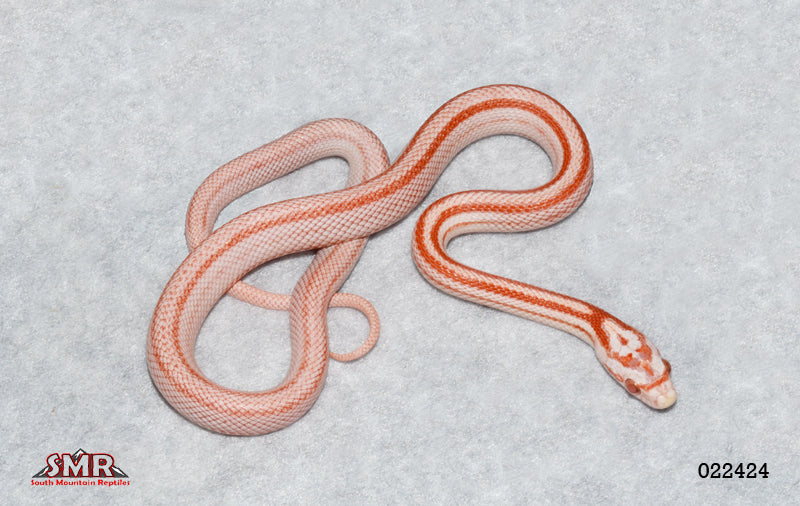 Striped Amel 14" Female for sale by South Mountain Reptiles