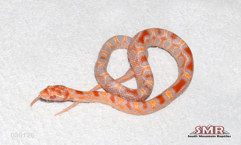 Extreme Reverse Okeetee 12" Male for sale by South Mountain Reptiles