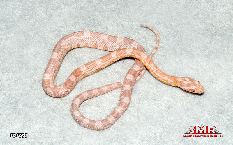 Coral Snow 15" Male for sale by South Mountain Reptiles