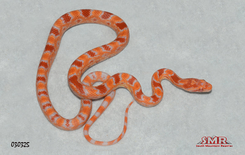 Fluorescent Amel 18" Male for sale by South Mountain Reptiles