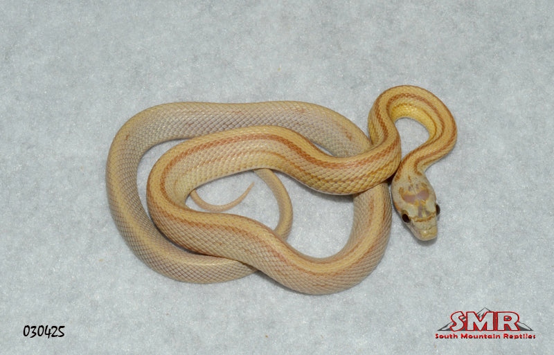 Striped Amber 15" Male for sale by South Mountain Reptiles