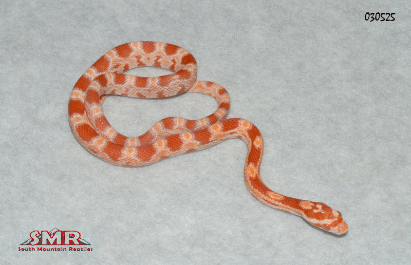 Sunrise Amel 16" Female for sale by South Mountain Reptiles