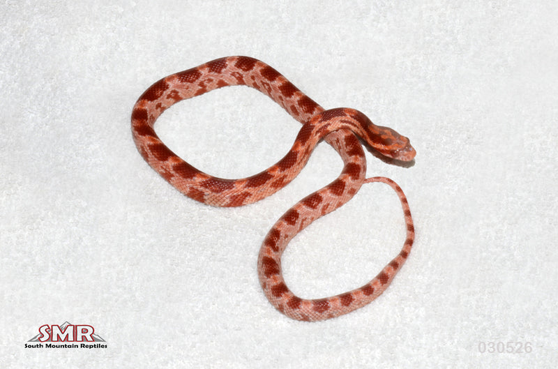 Cherry Amel 13" FEmale for sale by South Mountain Reptiles